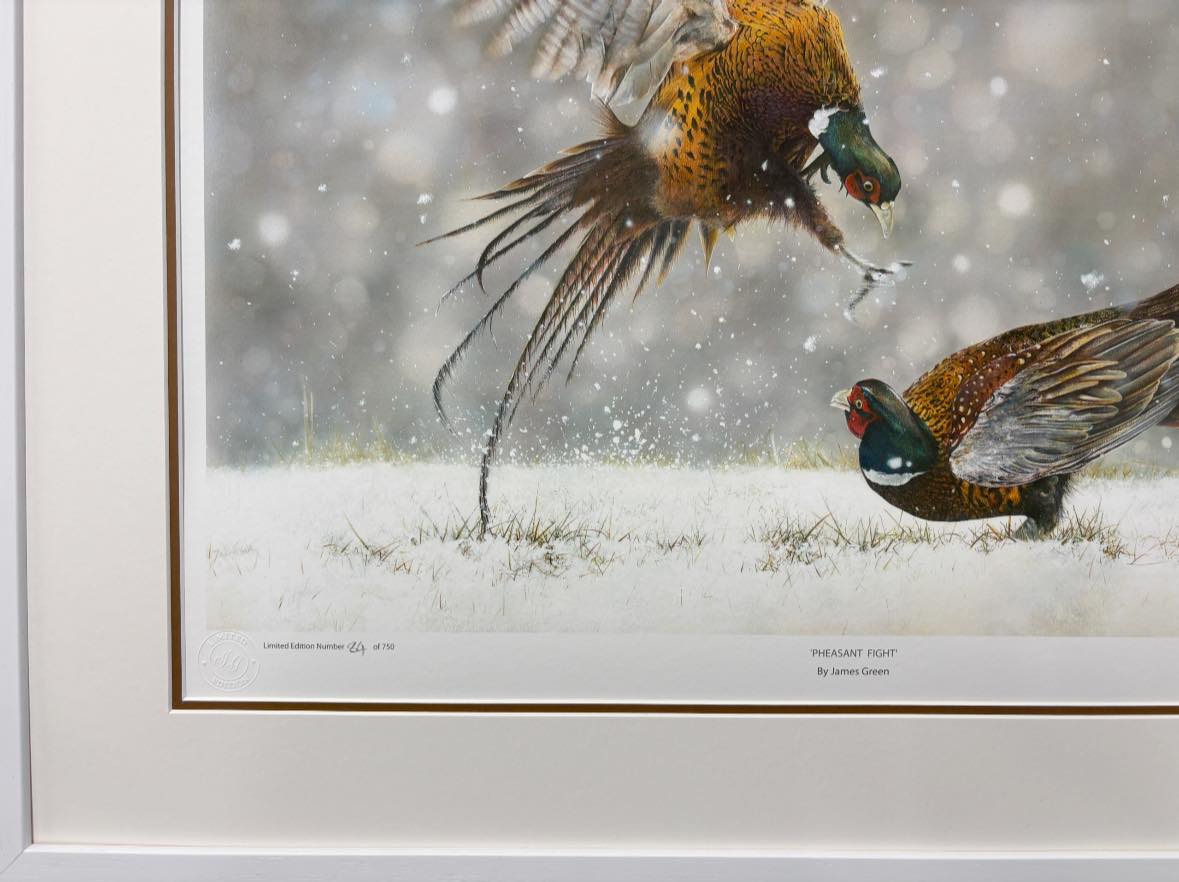 Framed LARGE 'Pheasant Fight' Limited Edition Print