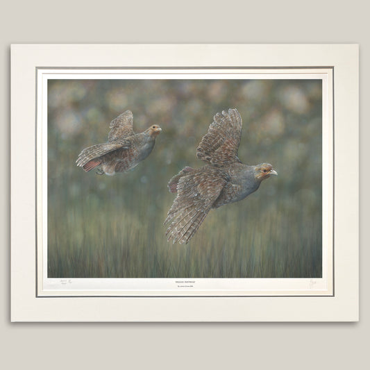 English Partridge Artist Proof