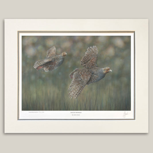 English Partridge Limited Edition Print