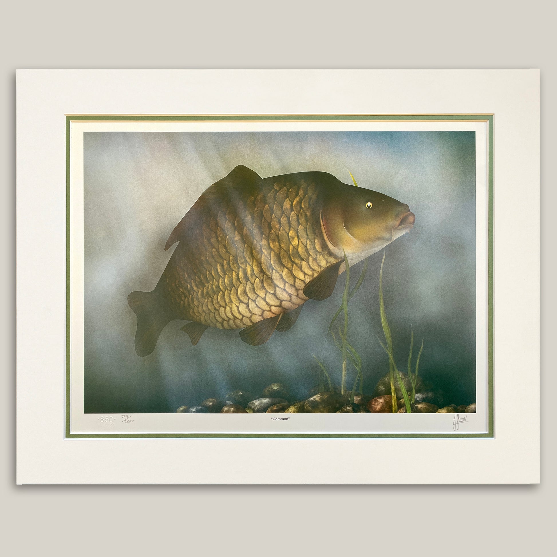 mounted common carp artwork