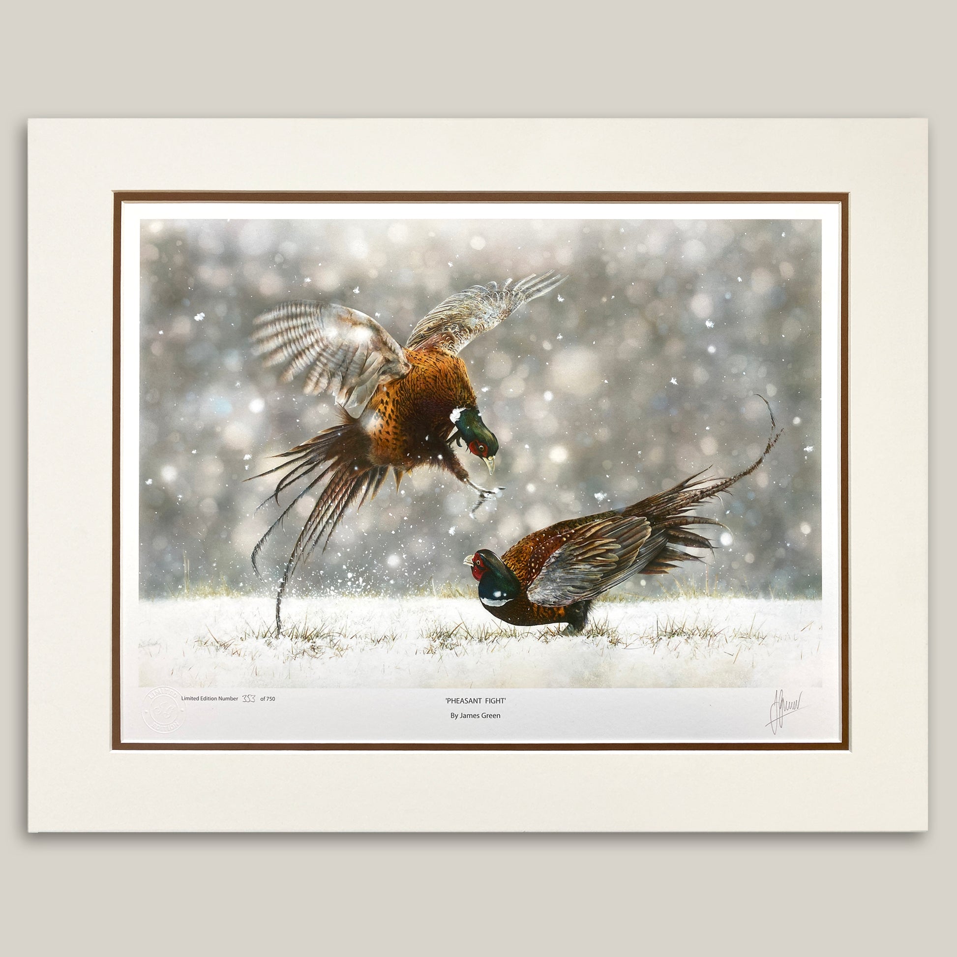 two pheasants fighting in the snow with a blurred background