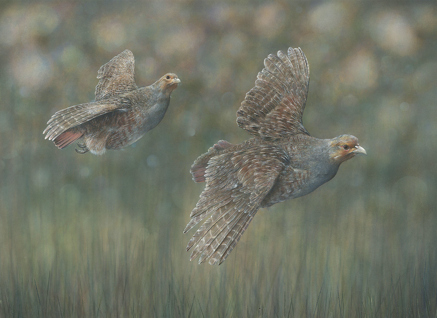 English Partridge Original Painting