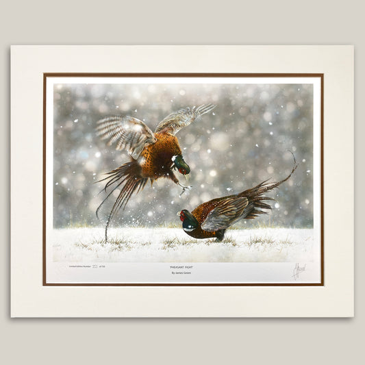 two pheasants fighting in the snow with a blurred background 