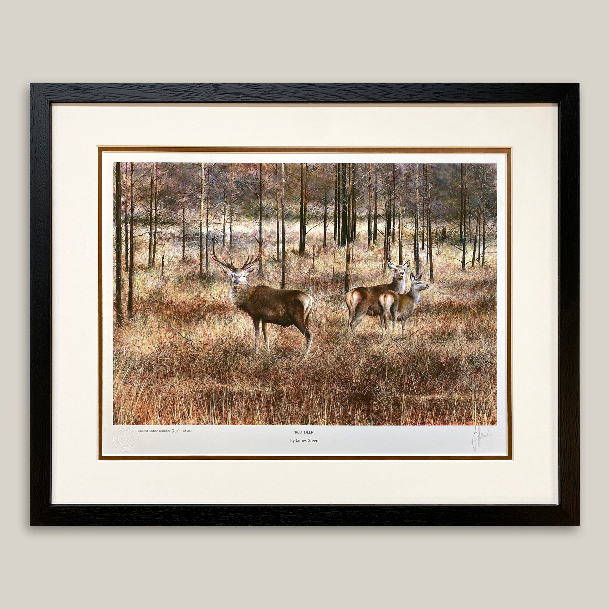 Red deer stag print in a black frame